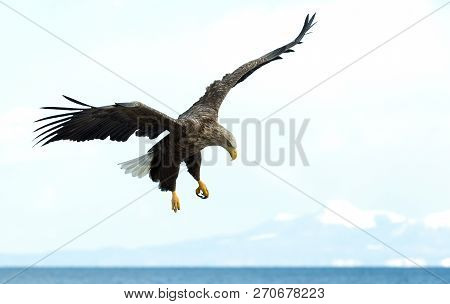 White-tailed Eagle In Flight. Sky? Ocean And Snow-covered Mountain  Background. Scientific Name: Hal