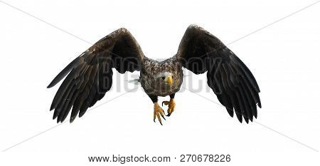 Adult White-tailed Eagle In Flight. Isolated On White Background. Scientific Name: Haliaeetus Albici