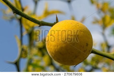 Yellow Fruit Poncirus On The Background Of Thorny Branches And Sky.