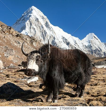 Black Yak, Bos Grunniens Or Bos Mutus On The Way To Everest Base Camp And Mount Pumo Ri - Nepal Hima