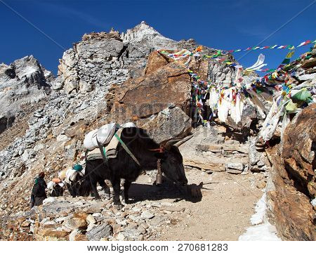 Caravan Of Yaks And Woman In Renjo La Pass Near Mount Everest, Three Passes Trek, Khumbu Valley, Nep