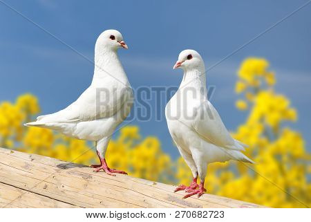 Beautiful View Of Two White Pigeons On Perch With Yellow Flowering Rapeseed Background And Blue Sky,