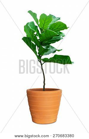 Potted Ficus Larata Or Fiddle Leaf Fig Tree Isolated On White Background.