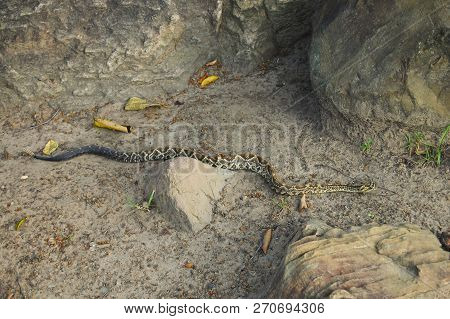 Wild Venomous Rattlesnake In Roraima - Venezuela