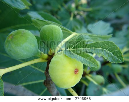 Feigen am Baum