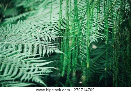 Close Up Landscape Image Of Rimu And Fern Leaves Both Native To New Zealand.