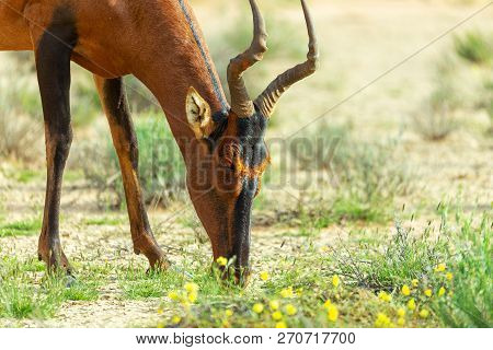 Red Hartebeest (alcelaphus Buselaphus Caama) Graze In Kalahari, Green Desert After Rain Season. Kgal