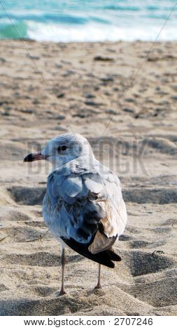 Seagull Beach