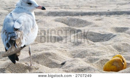 Seagull Beach oranssi