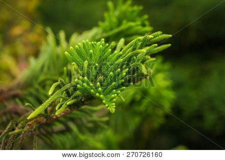 Close Up Araucaria Heterophylla Branch, Beautiful Background, Endemic Plant