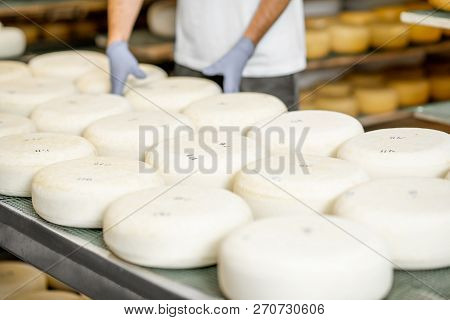 Worker In Protective Gloves Taking Fresh Salted Cheese Wheel Ready For Aging Process At The Manufact