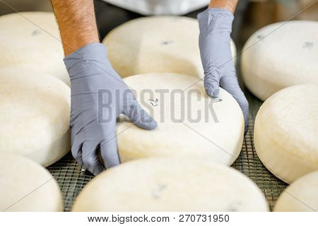 Worker In Protective Gloves Taking Fresh Salted Cheese Wheel Ready For Aging Process At The Manufact