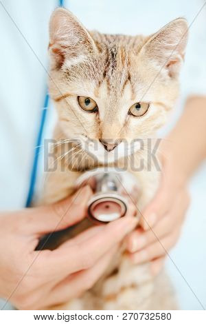 Veterinarian Checkup With Stethoscope A Kitten Of Tortoiseshell Color, Close-up View Of Hands Of Doc