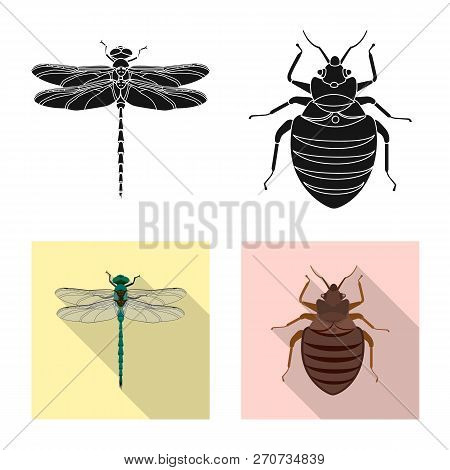 Vector Design Of Insect And Fly Logo. Set Of Insect And Element Vector Icon For Stock.