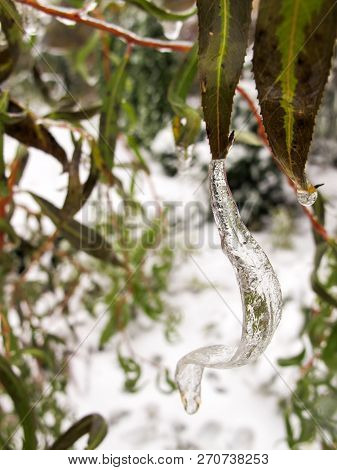 Winter In The Garden. First Frost And Ice Willow Leaf. Frozen Drop Of Water
