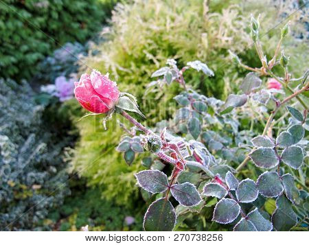 Winter In The Garden. The First Frost And Frozen Pink Rose.