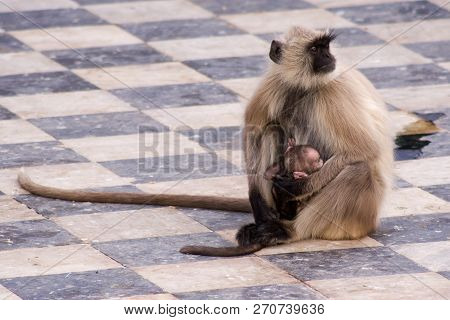 Monkey Langur Sits In A Temple And Holds His Cub In His Hands