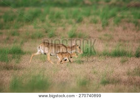 Saiga Tatarica Is Listed In The Red Book, Chyornye Zemli (black Lands) Nature Reserve, Kalmykia Regi
