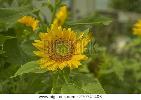 Helianthus Annuus L Flowers Of Blooming Bunga Matahari