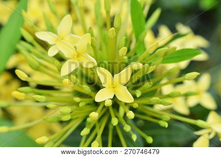 Yellow Ixora Flower / Close Up Of Ixora Yellow Flower Blossoming In The Garden On Spring Green Backg
