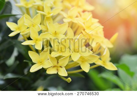Yellow Ixora Flower / Close Up Of Ixora Yellow Flower Blossoming In The Garden On Spring Green Backg