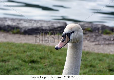 The Portrait Of The Beautiful Mute Swan