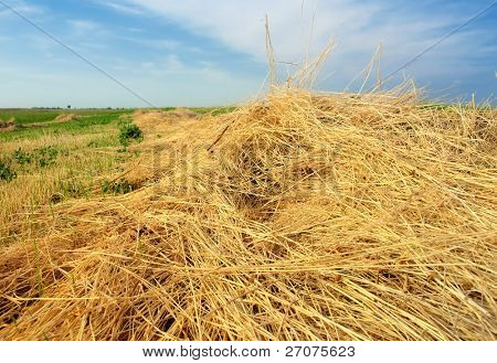 ฟิลด์ mown Hay