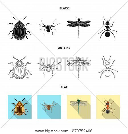 Vector Design Of Insect And Fly Sign. Collection Of Insect And Element Vector Icon For Stock.
