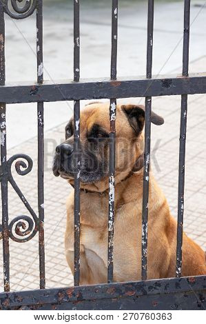 Sad Watchdog Looking Through The Bars Of An Old Gate