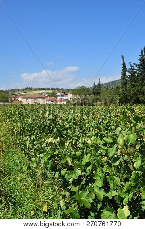Agiorgitiko. The Endless Vineyards In Nemea Beautiful  Land, One From Famous Wine Producing Region I
