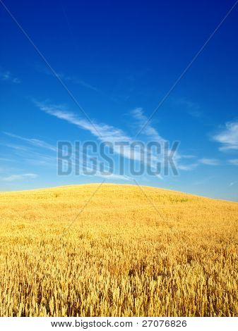buğday fielf