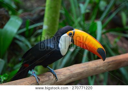 Colorful tucan in the wild