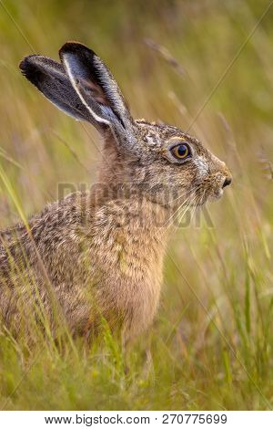 Portrait Of European Hare (lepus Europeaus) Hiding In Field Of Grass And Relying On Camouflage