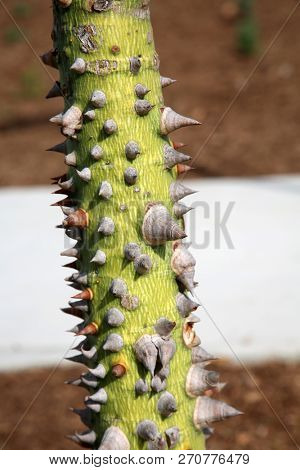 spiked tree trunk. silk floss tree 