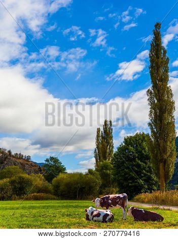 Delightful mountain valley in the Dolomites. A wonderful day in South Tyrol. Farm cows graze on the green slopes of the mountains. The concept of ecological and photo tourism
