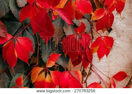 Background Of Red And Green Virginia Creeper Known As Five-leaved Ivy On The Wall.