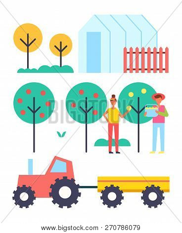 Harvesting People And Fruit Trees Greenhouse Hothouse To Grow Plants. Tractor For Vegetables Transpo