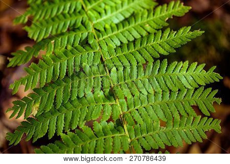 Close Up Image Of Green Fern Groeing In Forest