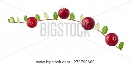 Cranberry Twig Isolated On A White Background.