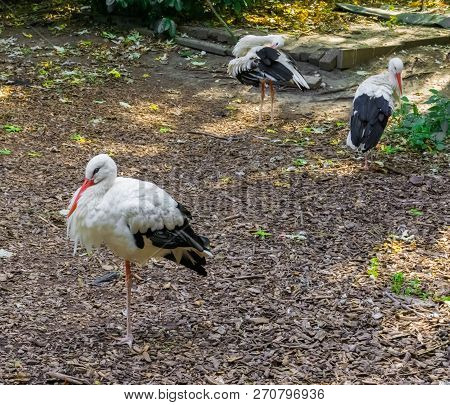 A White Stork Standing On One Leg And Two Other White Storks In The Background.