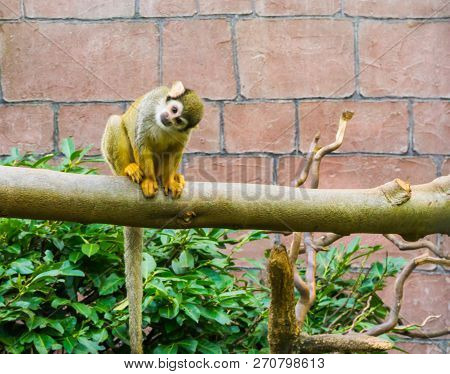 A Funny Small Monkey Sitting On A Tree Branch And Looking In The Camera.