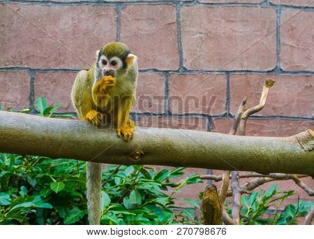 Adorable Small Monkey Sitting On A Tree Branch Sucking On His Thumb.