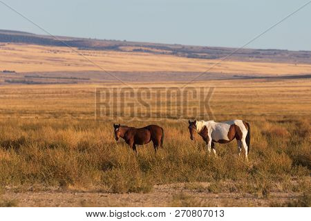 A Herd Of Wild Horses In The Utah Desert