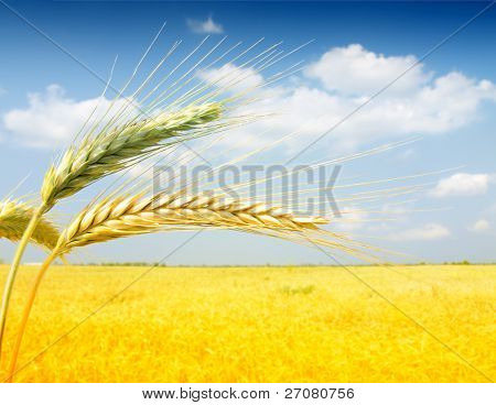 Campo di grano