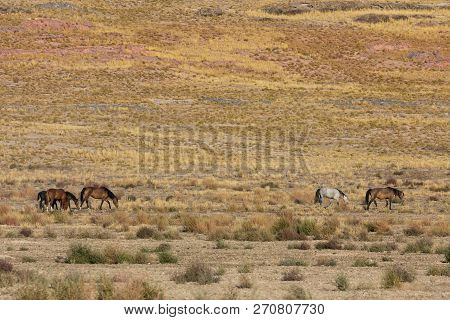 A Herd Of Wild Horses In The Utah Desert