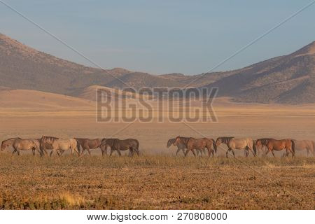 A Herd Of Wild Horses In The Utah Desert