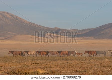 A Herd Of Wild Horses In The Utah Desert