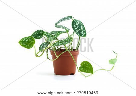 Scindapsus Pictus Plant In Flower Pot Isolated On White Background