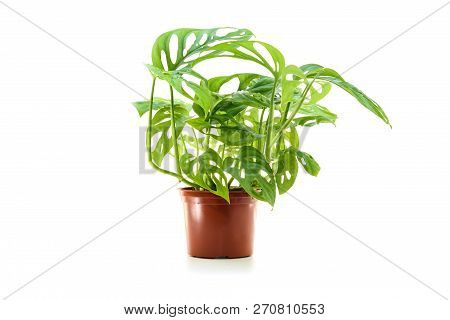 Monstera Obliqua In Flower Pot Isolated On White Background