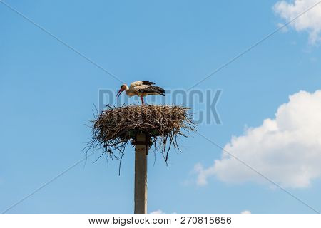 White Stork (ciconia Ciconia) In The Nest On The Pole